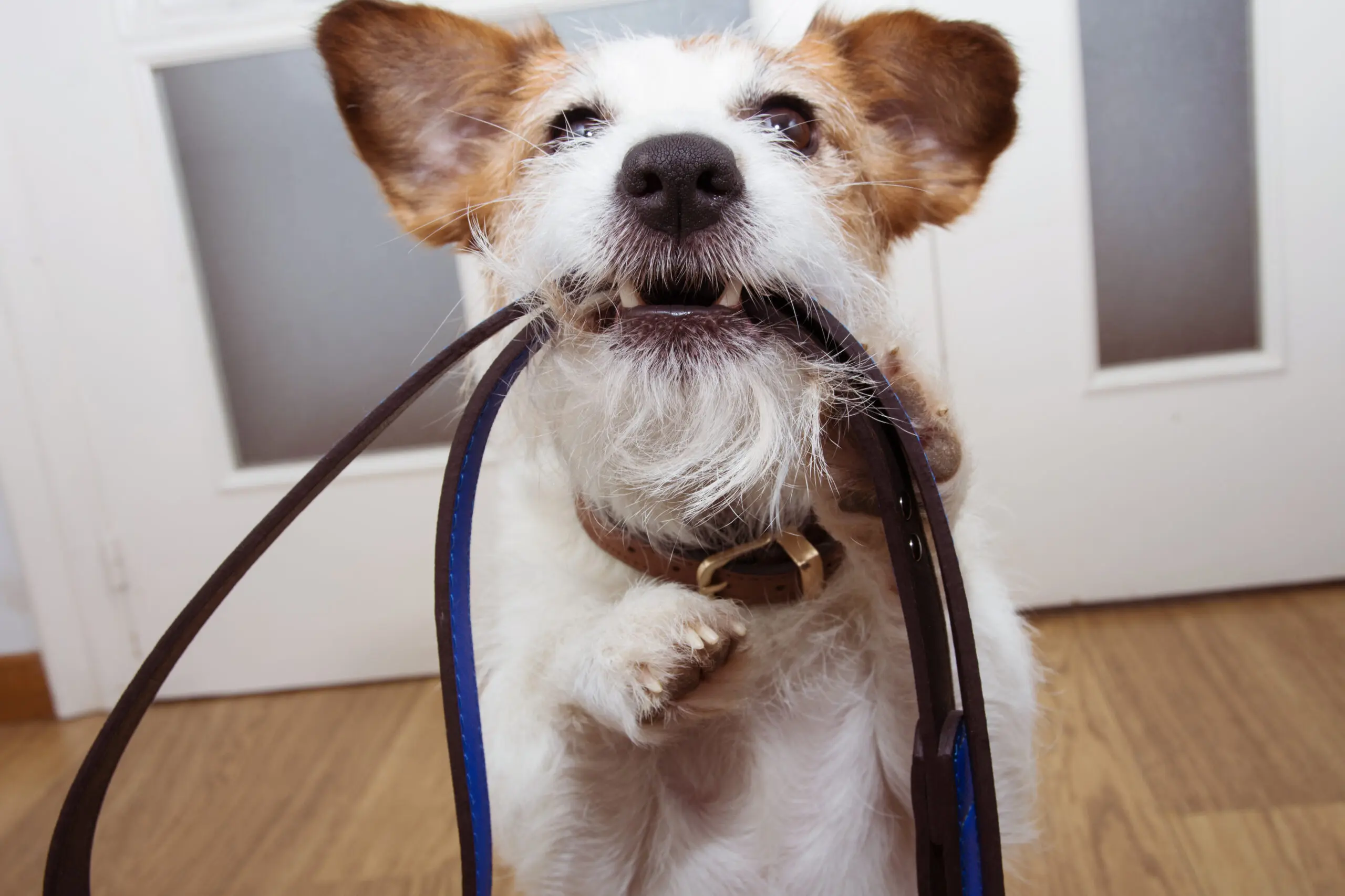 Jack russell dog ready for a walk, with blue leather on its mouth at door entrance.