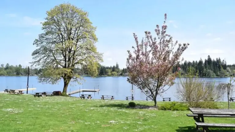 Flowering tree branch overlooking picnic benches and docks at Columbus Park lake.