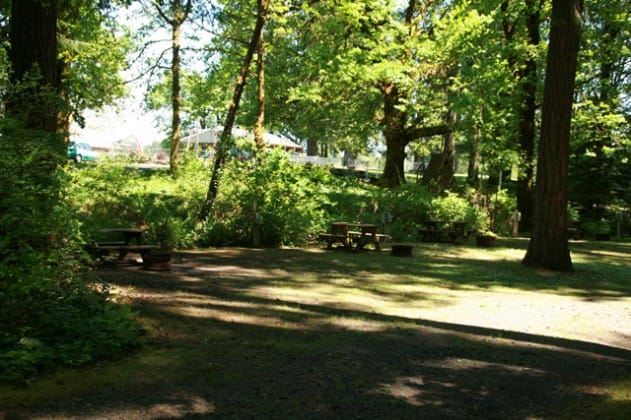 Picnic tables stand in a shaded clearing under tall trees.