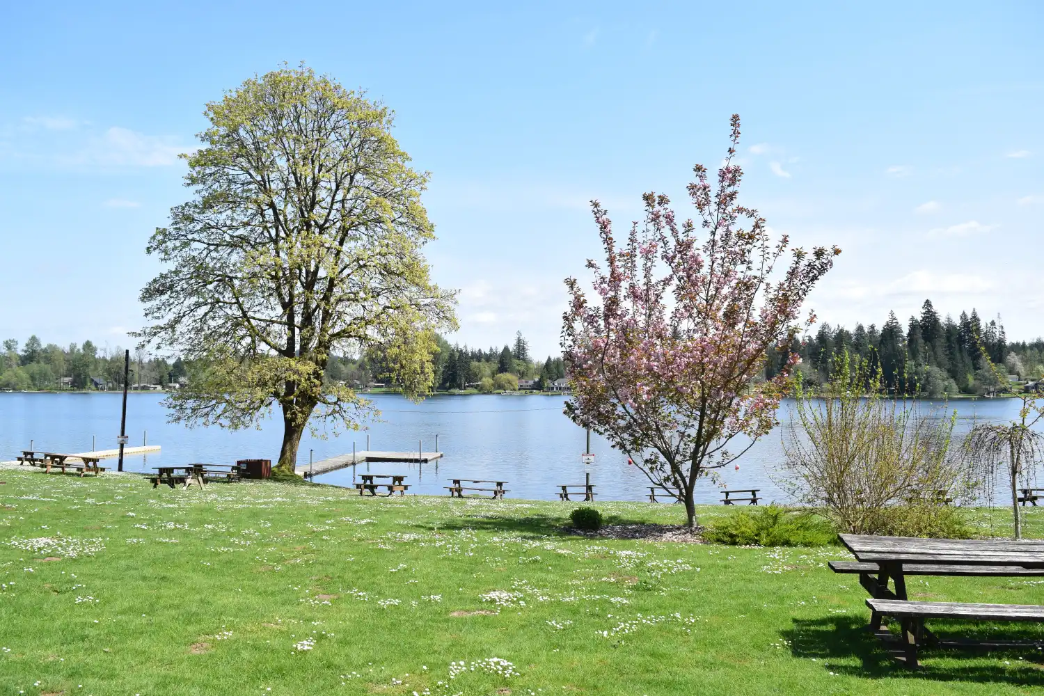 Sunny picnic lawn, flowering trees, and a dock beside Black Lake