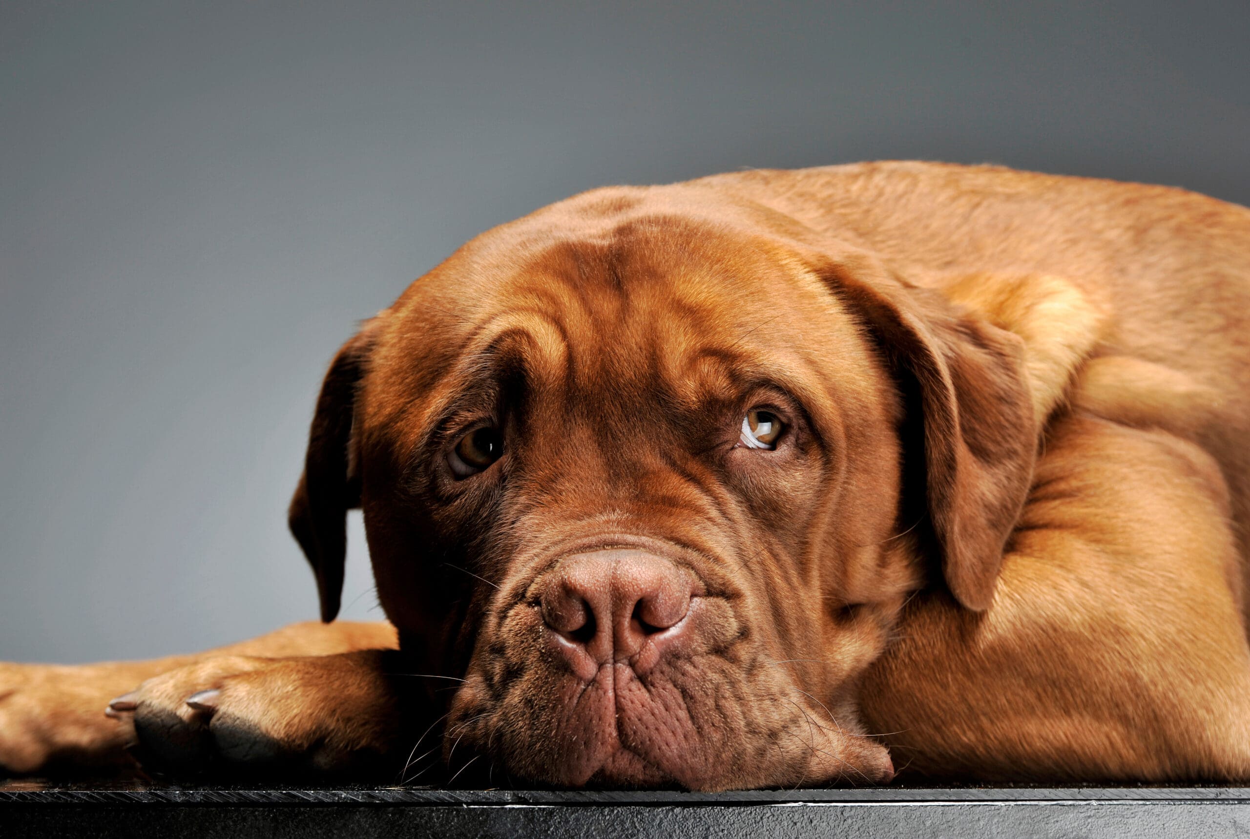 Portrait of an adorable Cane corso italiano Brown dog with curious look